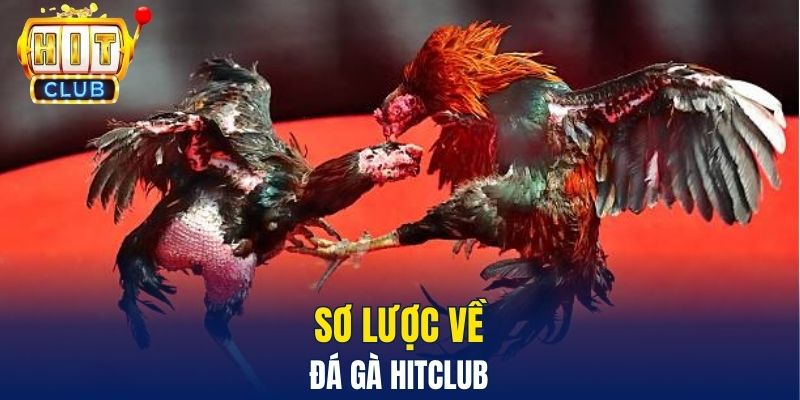 Sơ lược về Đá gà Hitclub